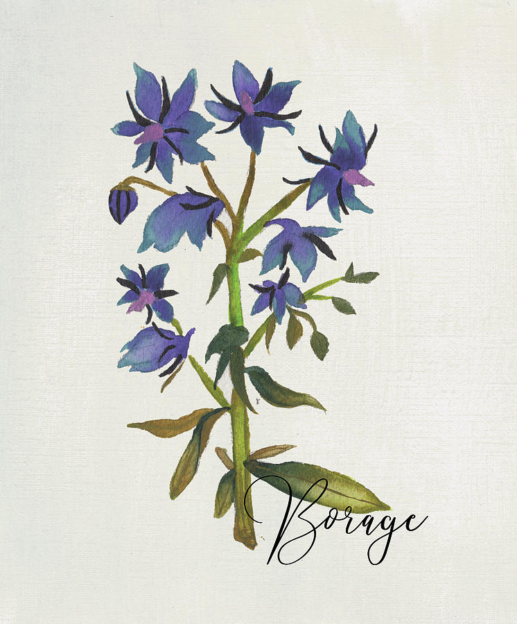 Farm Mixed Media - Borage Herb by Elizabeth Medley