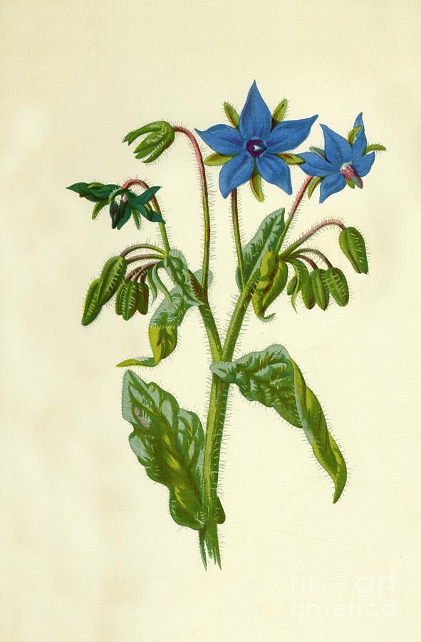 Borage Drawing by Print Collector