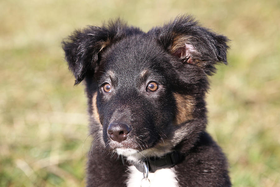 Border Collie 11 Photograph by Bob Langrish - Fine Art America