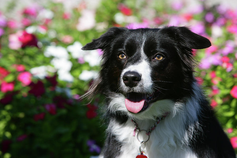 Border Collie 58 Photograph By Bob Langrish - Fine Art America