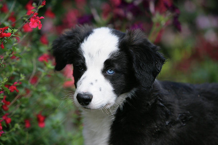 Border Collie 67 Photograph by Bob Langrish - Pixels