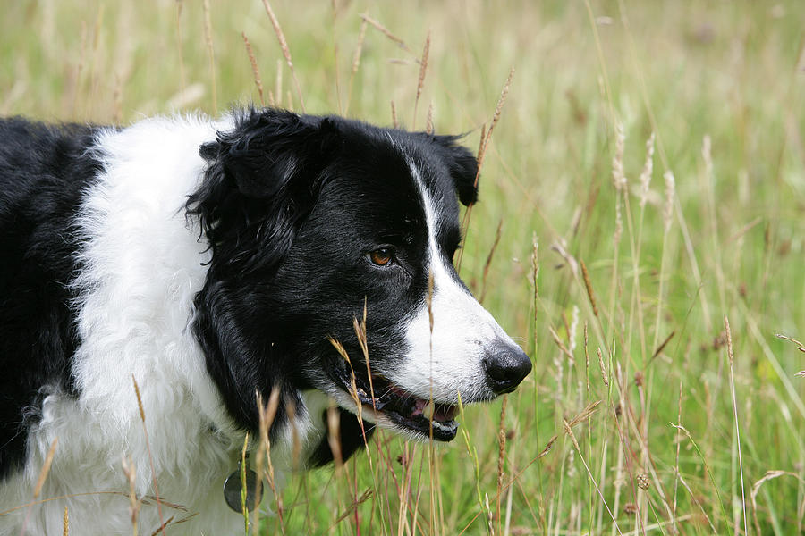 Border Collie 82 Photograph by Bob Langrish - Pixels