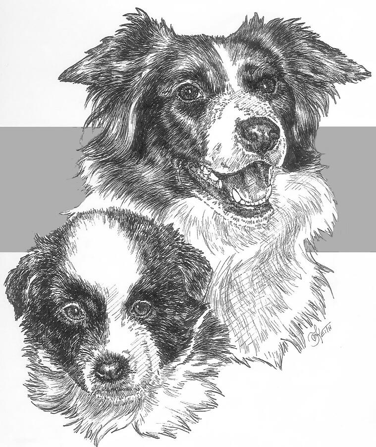 Dog Drawing - Border Collie and Pup by Barbara Keith