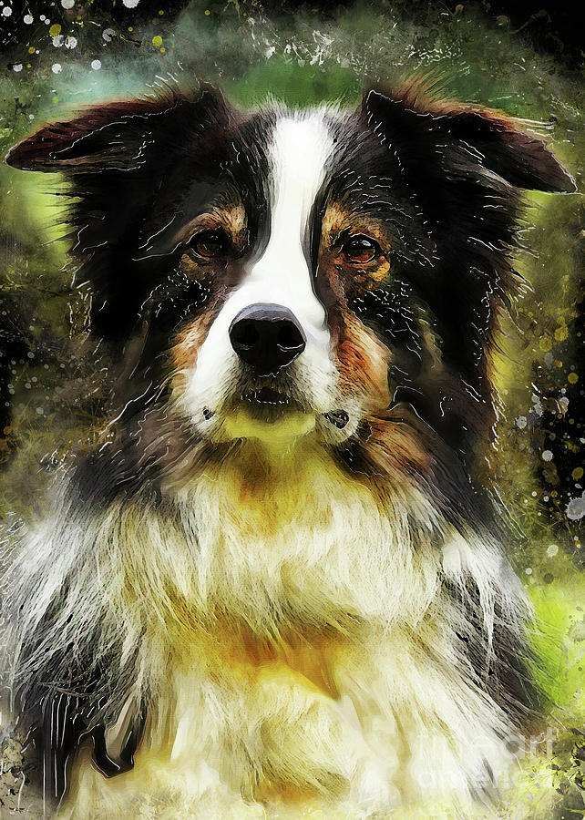 Border Collie dog Digital Art by Justyna Jaszke JBJart