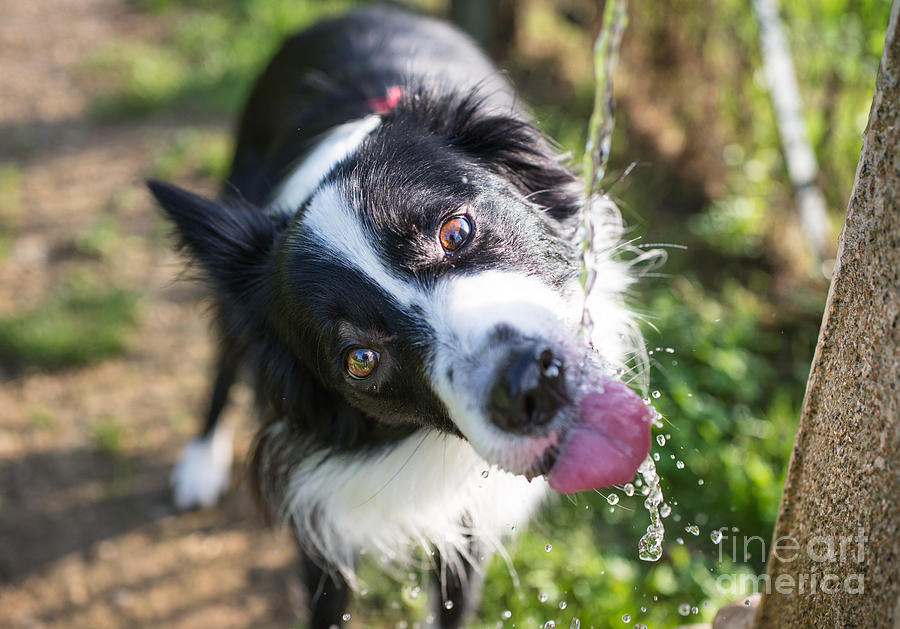 Summer Photograph - Border Collie Drinking Water by Oneinchpunch
