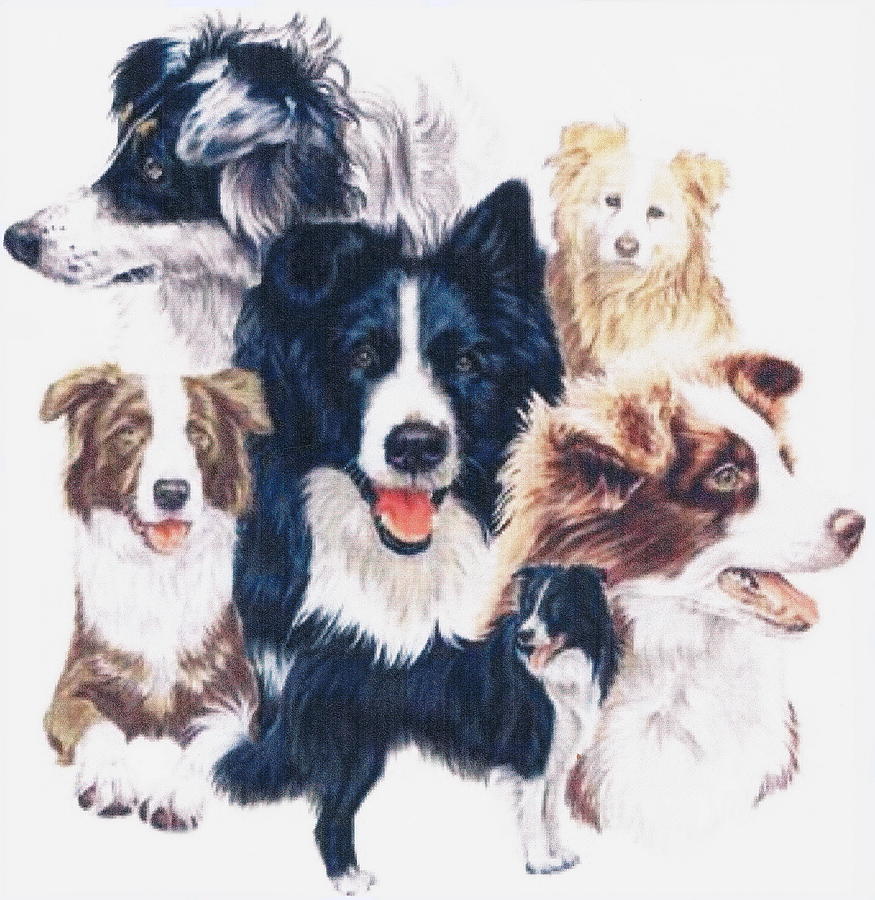 Border Collie Montage Drawing by Barbara Keith