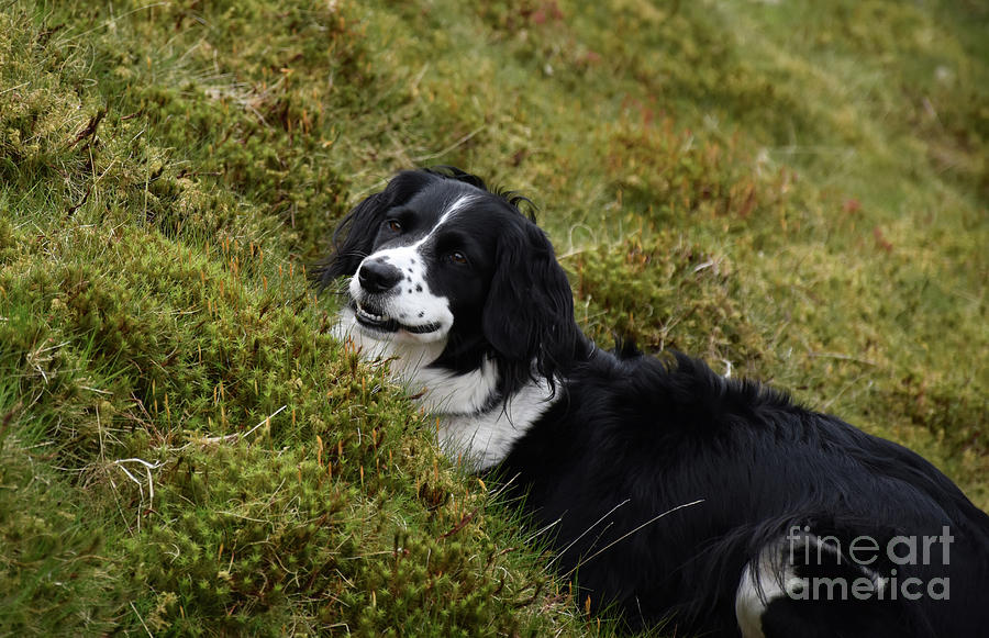 Border Collie Herd Dog Crouching in Grass on a Hill Photograph by