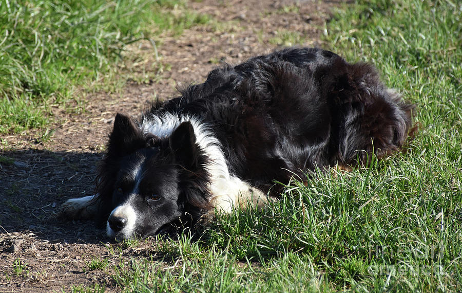 Border Collie Laying Down in a Grass Field Photograph by DejaVu Designs ...