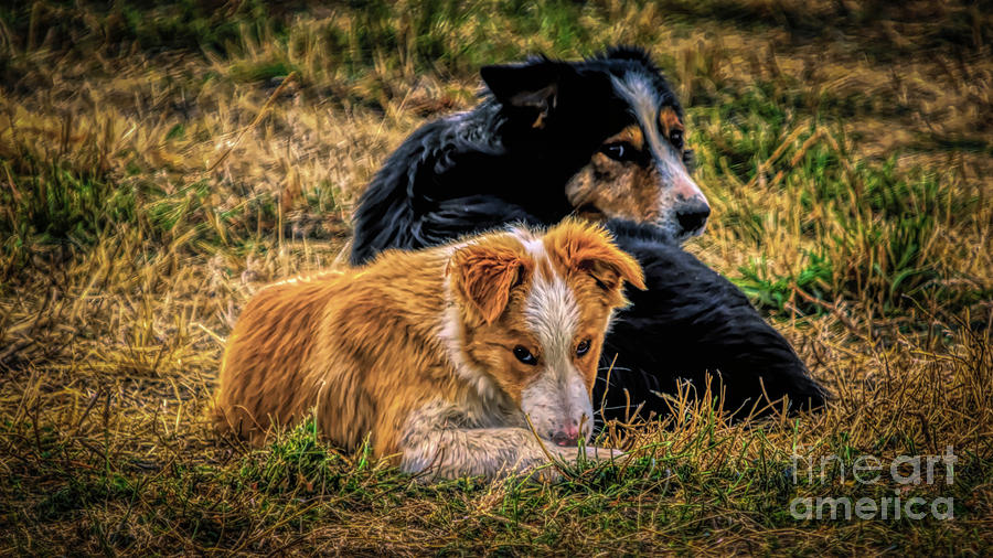 Border Collie Pups Photograph by Janice Pariza