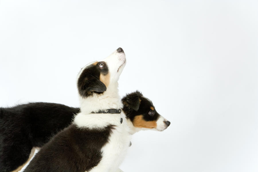 Border collie pups on white seamless Photograph by Seeables Visual Arts