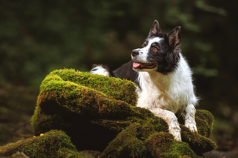 Animal Photograph - Border Collie Soaking Up The Serene Forest Escape: A Green Oasis by Davorin Baloh