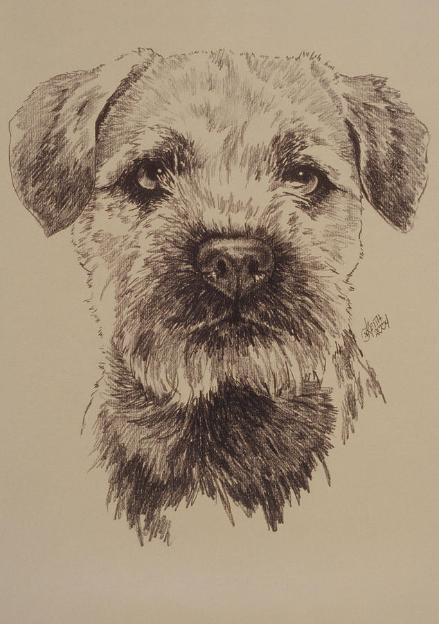 Dog Painting - Border Terrier by Barbara Keith