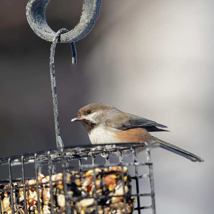 Boreal Chickadee at the Feeder in Alaska Photograph by Dee Carpenter