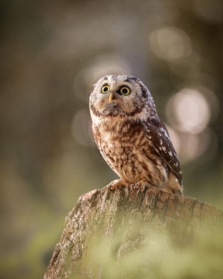Boreal Owl At Sunrise Photograph by Michaela Fireov