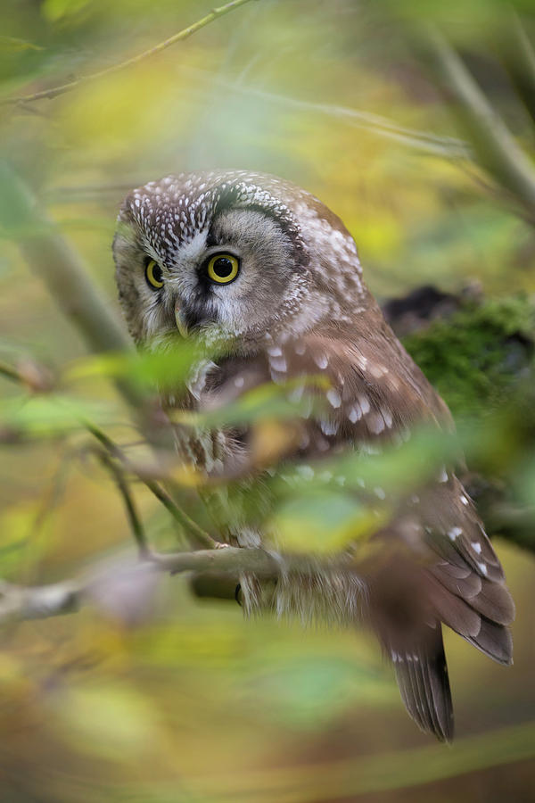 Boreal Owl, Tengmalm's Owl, Aegolius funereus Photograph by ...