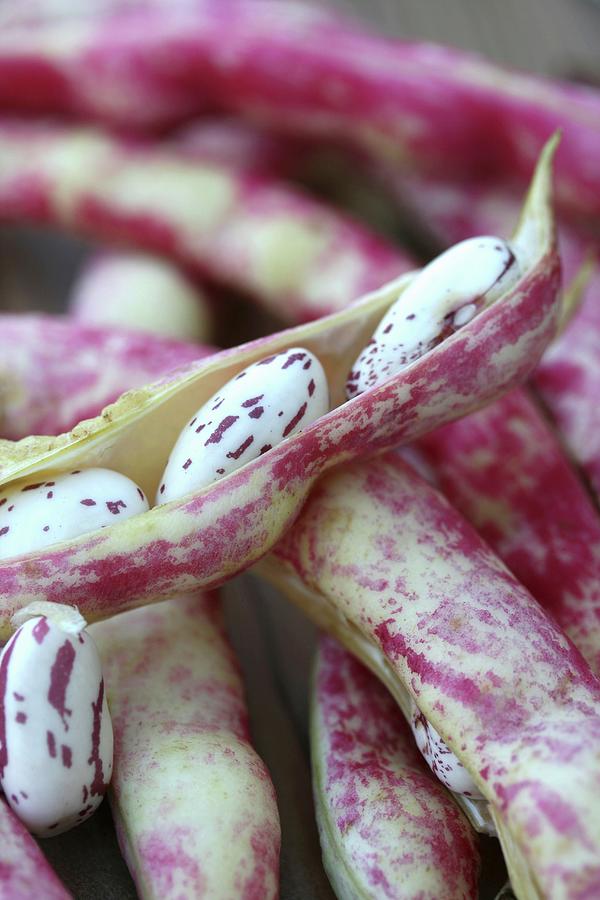 Borlotti Beans In Their Pods close-up Photograph by Alexandra Panella