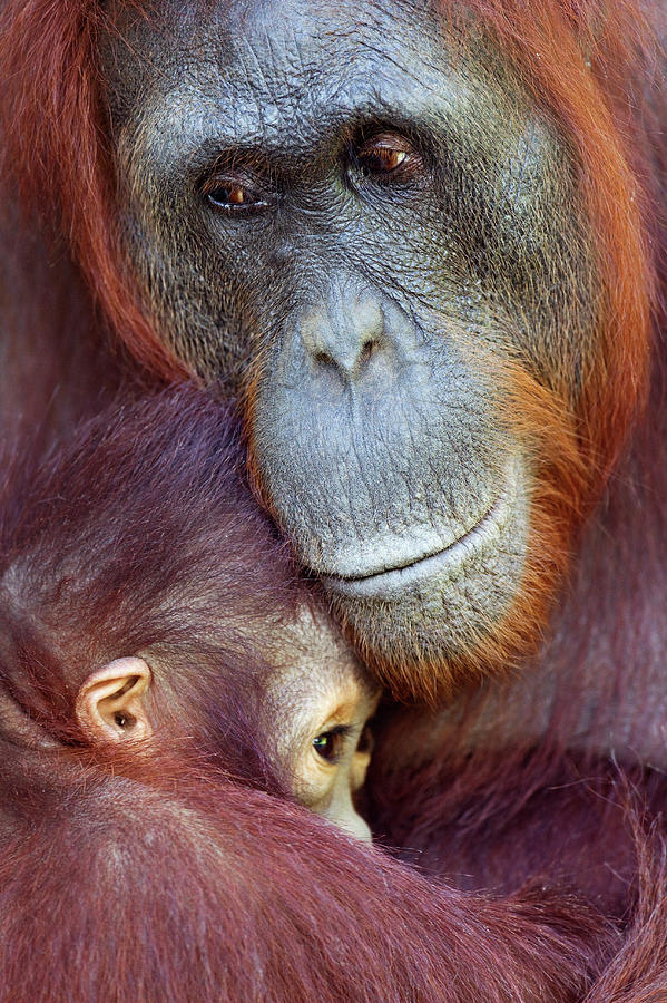 Bornean Orangutan  Female  Cuddling Her by Anup Shah