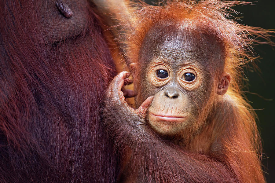  Bornean Orangutan Male  Baby Portrait Photograph by Anup Shah