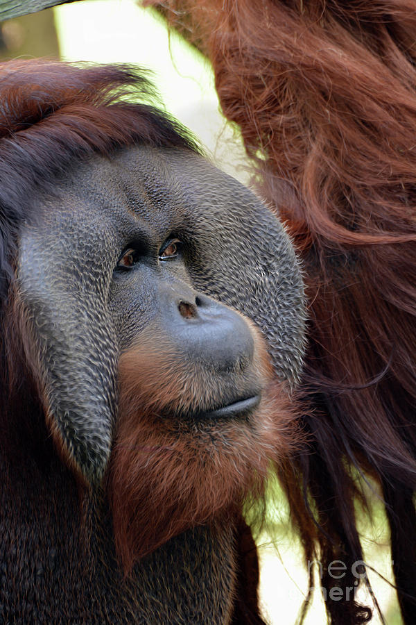 Bornean Orangutan Photograph