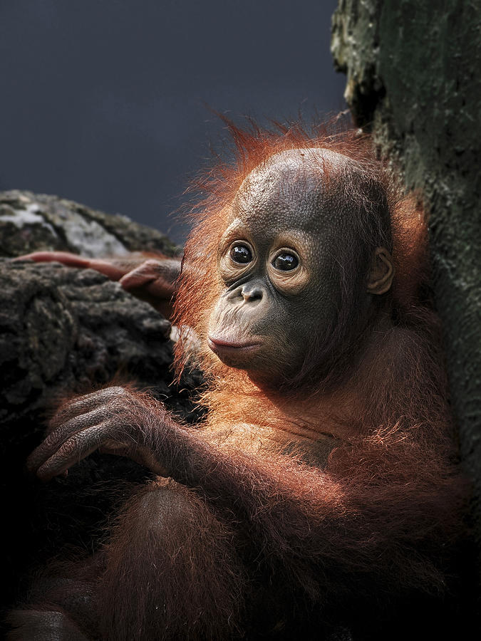 Ape Photograph - Borneo Orangutan by Lugyanti Sukrisman