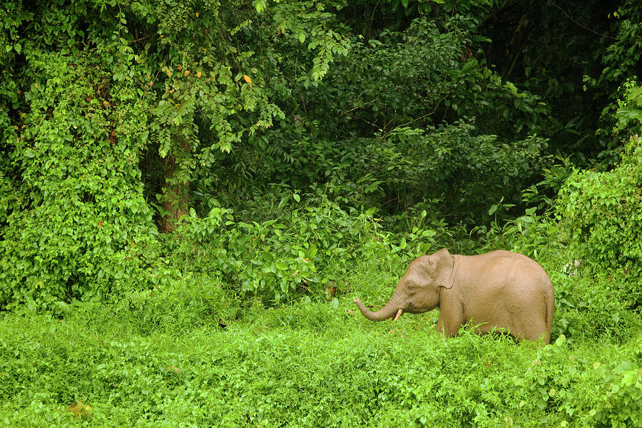 Borneo Pygmy Elephant Calf In Rainforest Photograph by Sebastian ...