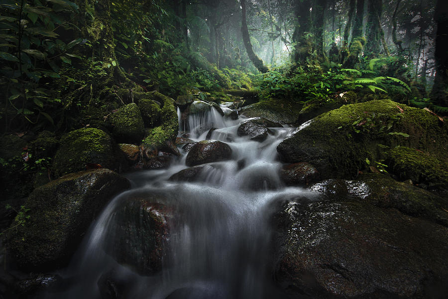 Jungle Photograph - Borneo Rainforest by Hary Muhammad