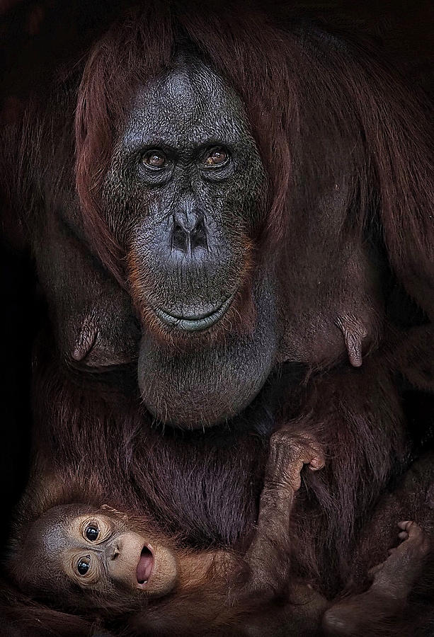 Borneo Urangutan Photograph by Asa Satria Said