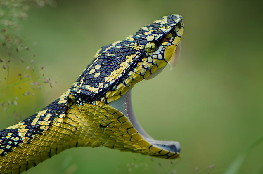 Snake Photograph - Borneo Viper by Rooswandy Juniawan