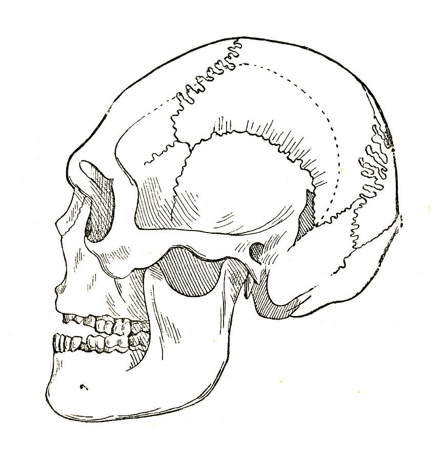 Borreby Skull Photograph by Science Source