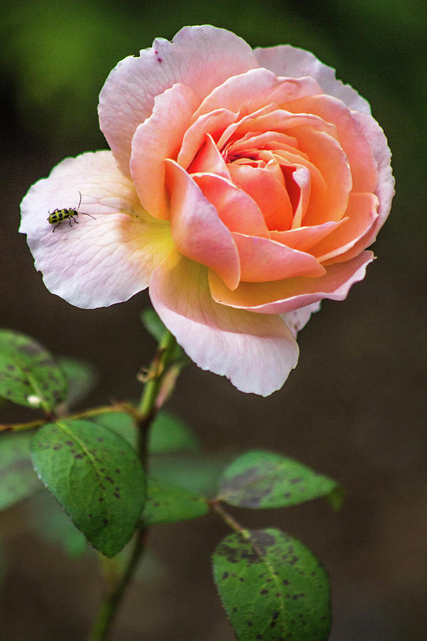Boscobel Rose Photograph by KC Hulsman