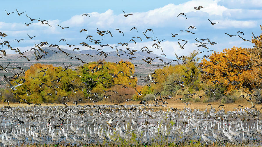Bosque del Apache November by Van Sutherland Bosque del Apache November by Van Sutherland