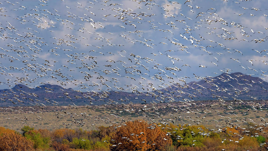 Bosque del Apache by Van Sutherland Bosque del Apache by Van Sutherland