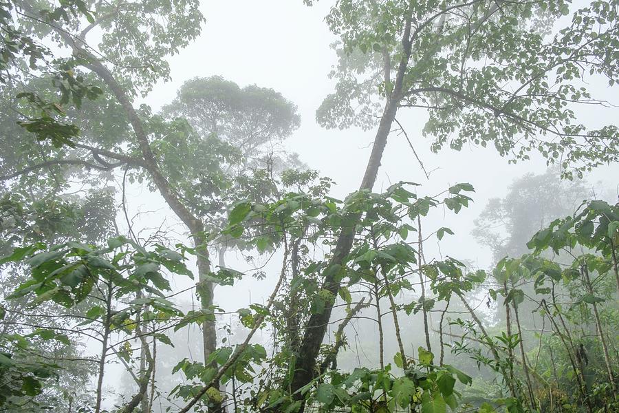 Bosque Humedo Photograph By Tolo Balaguer Fine Art America