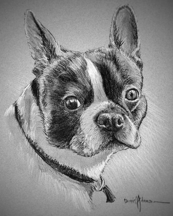Boston Bull Terrier Drawing by Daniel Adams
