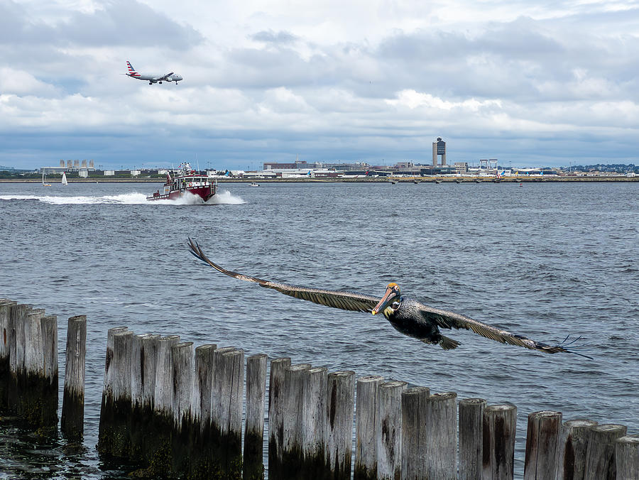 Pelican Photograph - Boston Harbor Landings by Ed Esposito