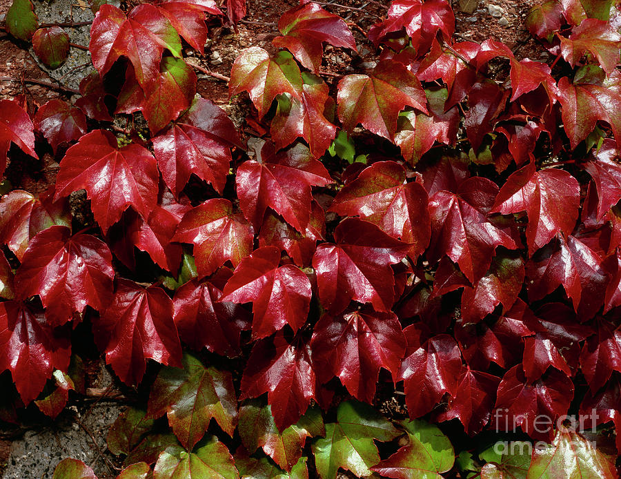 Fall Photograph - Boston Ivy by Geoff Kidd/science Photo Library