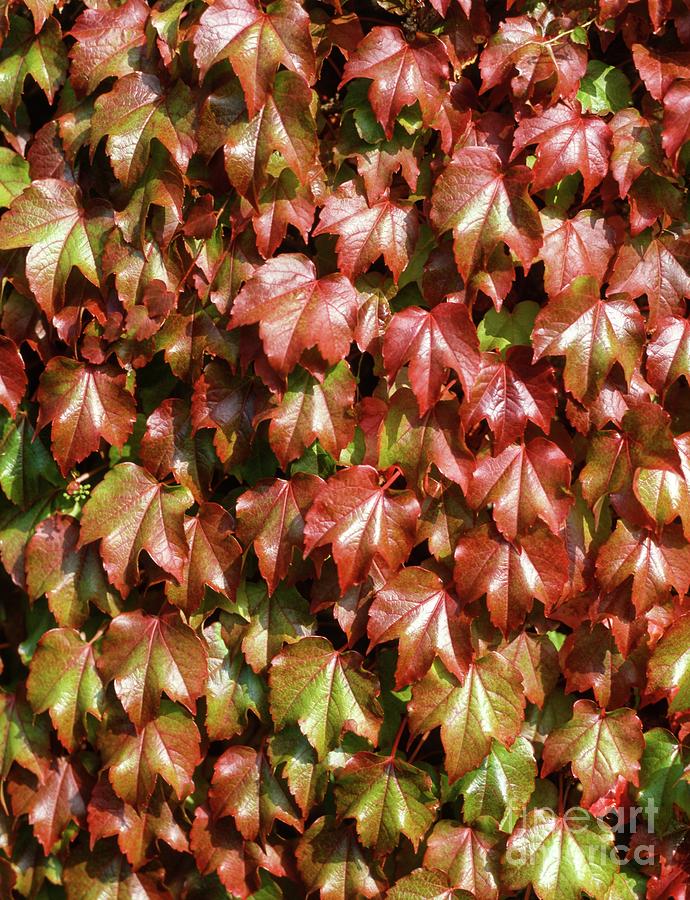 Nature Photograph - Boston Ivy (parthenocissus Tricuspidata) by Brian Gadsby/science Photo Library