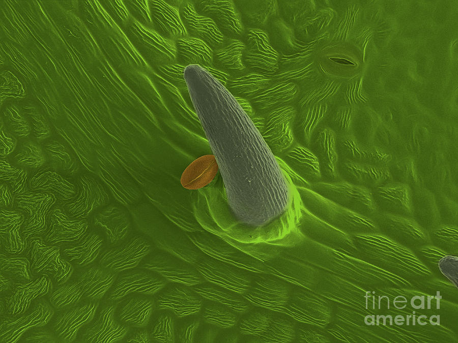 Boston Ivy Pollen Grain And Trichome Photograph by Karl Gaff/science Photo Library