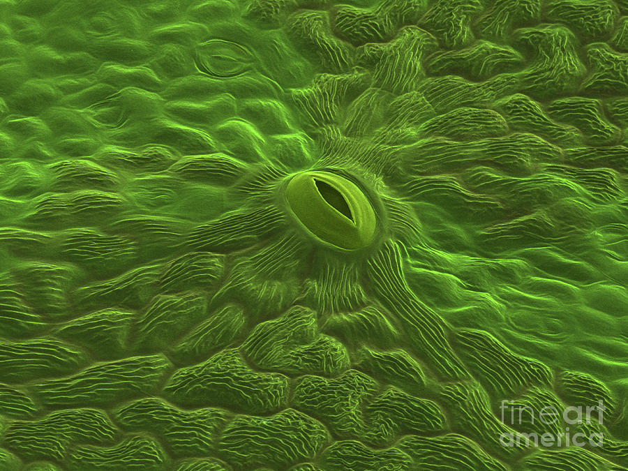 Nature Photograph - Boston Ivy Stoma by Karl Gaff/science Photo Library