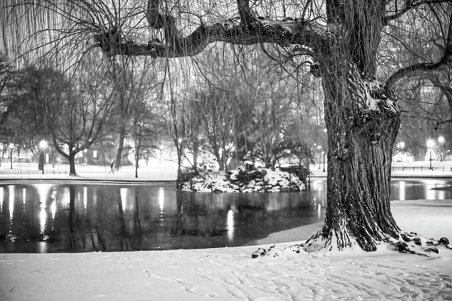Boston Public Garden Snow Storm MA Massachusetts Willow Tree Black and White Photograph by Toby McGuire