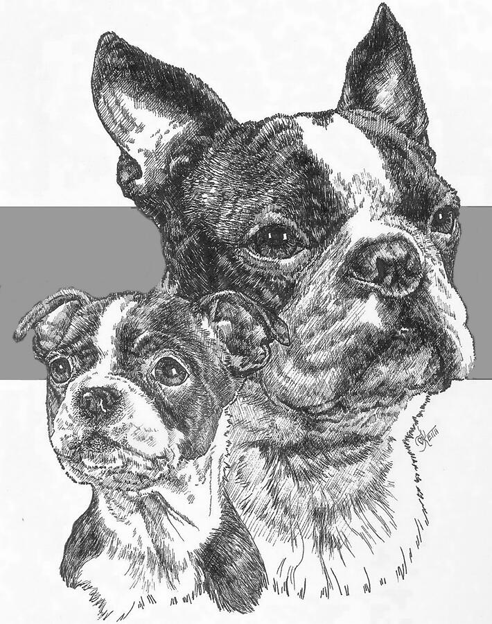 Boston Terrier and Pup Drawing by Barbara Keith