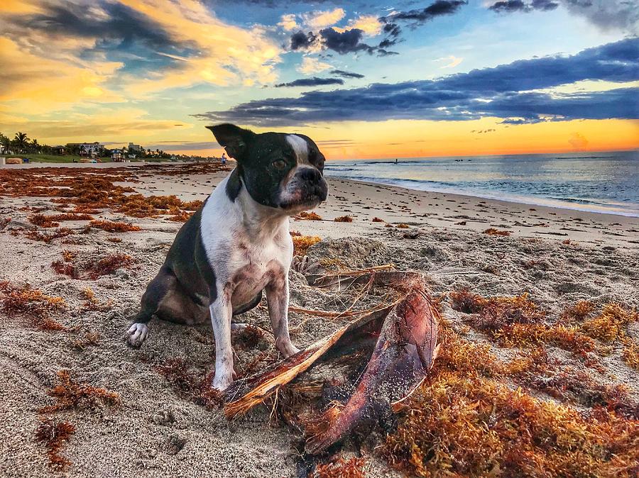 Boston Terrier at Sunrise 2 Delray Beach, Florida Photograph by Lawrence S Richardson Jr