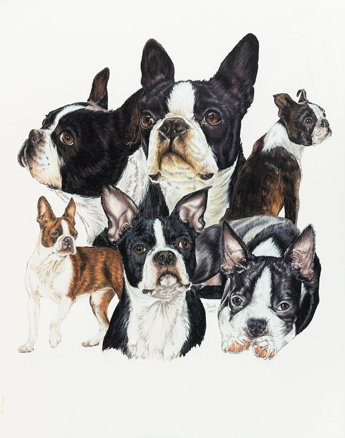 Animal Painting - Boston Terrier by Barbara Keith