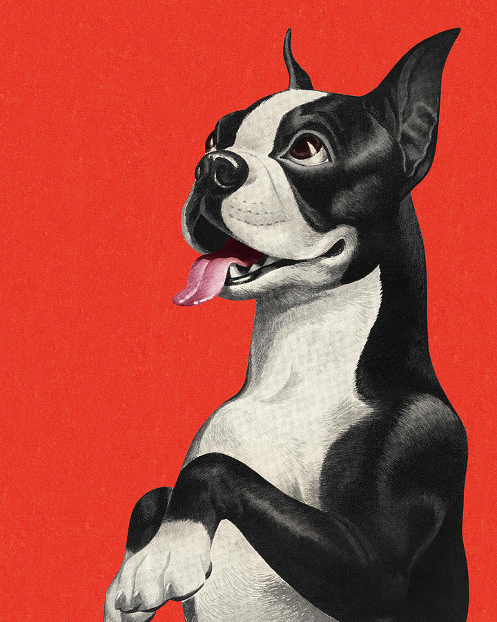 Boston Drawing - Boston Terrier Begging by CSA Images