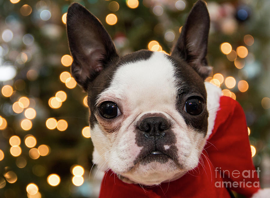 Boston Terrier Christmas Photograph by Hunt