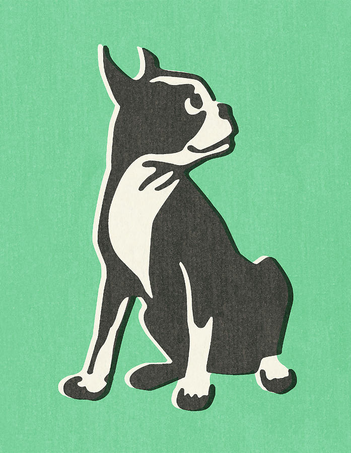 Boston Drawing - Boston Terrier by CSA Images