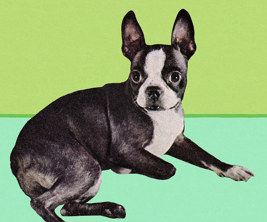 Boston Drawing - Boston Terrier Dog by CSA Images