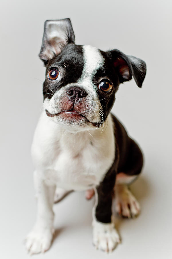 Boston Terrier Dog Puppy Photograph by Square Dog Photography