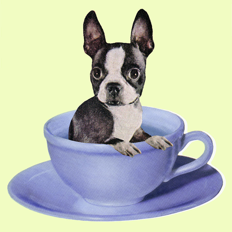Boston Drawing - Boston Terrier in a Coffee Cup by CSA Images