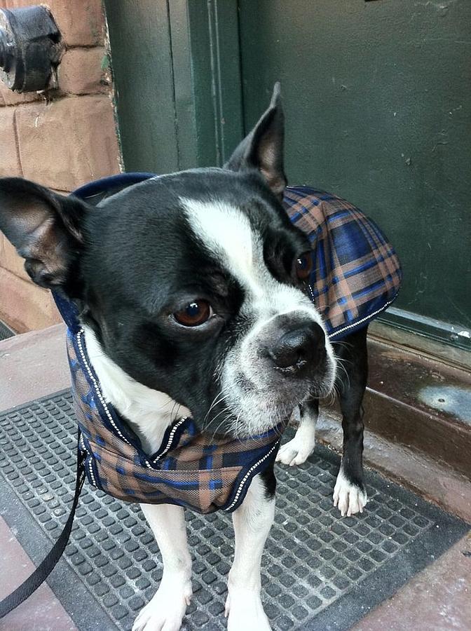 Boston terrier clearance jacket